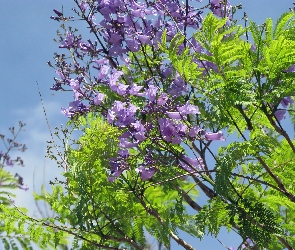 Jacaranda, Mimozolistna