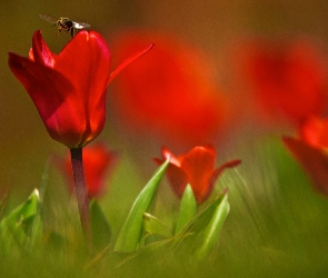 Tulipany, Pszczoła, Czerwone