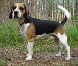 Beagle, Las