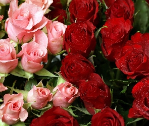 Różowe, Róże, Czerwone