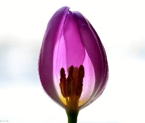 Tulipan, Tło, Białe