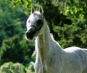 Zieleń, Arab, Biały, Koń