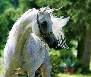 Arabskiej, Rasy, Biały, Koń