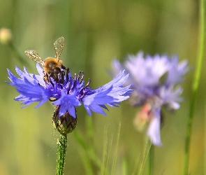 Pszczoła, Chabry, Niebieskie