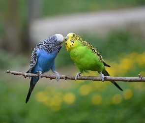 Papugi, Gałązka, Ptaki