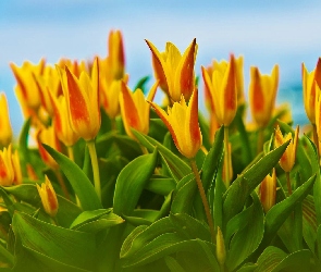 Żółte, Tulipany