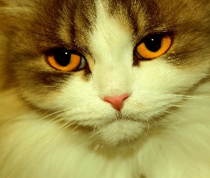 Kotek, Oczy