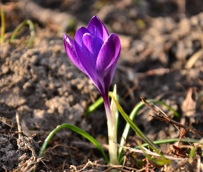 Fioletowy, Krokus