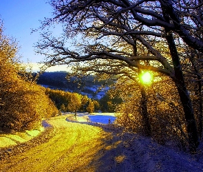 Droga, Śnieg, Słońce, Drzewa