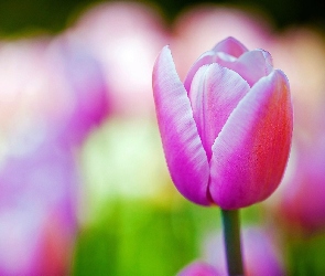 Różowy, Tulipan
