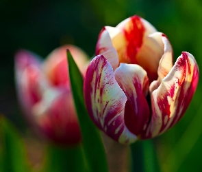 Biały, Tulipan, Czerwono