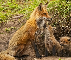Lis, Młode, Mama