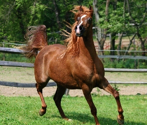 Koń, Arabski, Piękny