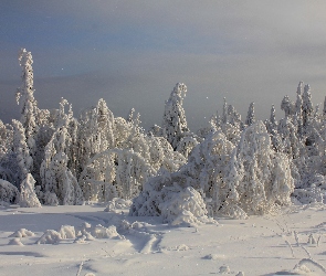 Śnieg, Zima, Drzewa