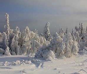 Drzewa, Zima, Śnieg