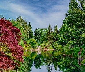 Drzewa, Jezioro, Park