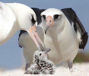 Albatrosy, Rodzinka