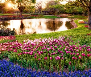 Szafirki, Tulipany, Park, Rzeczka