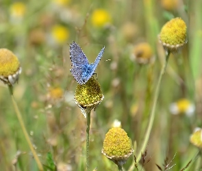 Niebieski, Roślinność, Motyl