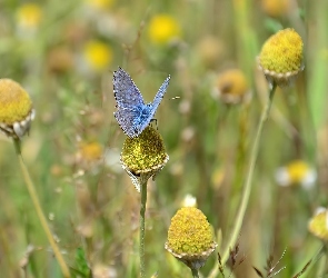 Motyl, Roślinność, Niebieski