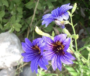 Salpiglossis Sinuata, Kwiaty