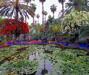 Maroko, Marakesz, Ogród, Piękny, Staw, Majorelle