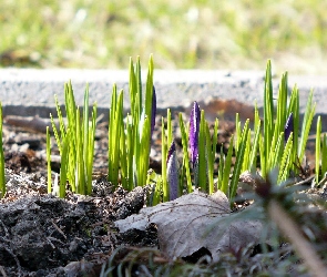 Fioletowe, Krokusy