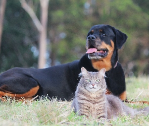 Rottweiler, Park, Łąka, Kot