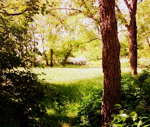 Park Moczydło, Warszawa, Trawa, Park, Drzewa, Stolica