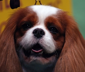 Piesek, King Charles Spaniel, Języczek