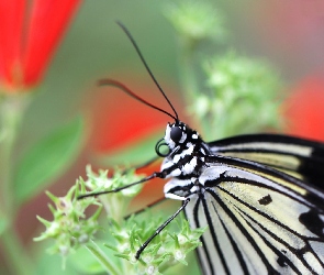 Maki, Motyl, Czarno, Biały