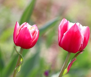 Tulipany, Różowe