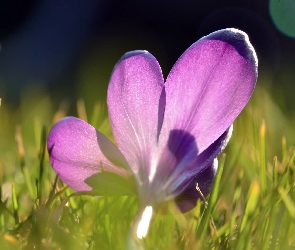 Fioletowy, Trawa, Krokus