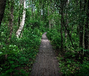 Las, Kładka, Ścieżka
