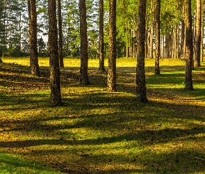 Słońca, Promienie, Las, Drzewa