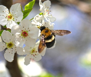 Pszczoła, Wiśni, Białe, Kwiaty