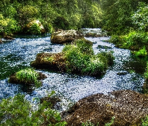 Kamienie, Drzewa, Rzeka