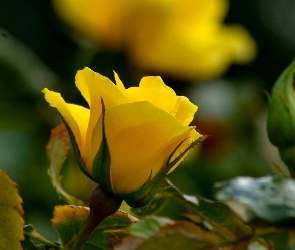 Żółta, Ogród, Róża