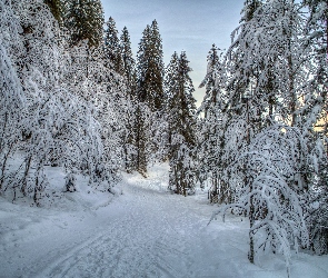 Las, Śnieg, Drzewa
