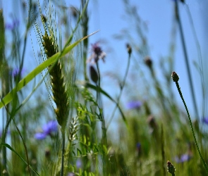 Trawy, Zboża