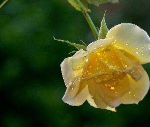 Róża, Krople, Herbaciana
