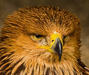 Orzeł, Głowa