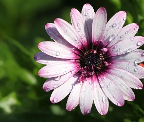 Liliowy, Kwiat