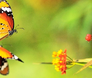 Roślina, Motyl