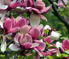 Różowa, Magnolia