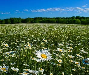 Łąka, Krajobraz, Margerytki