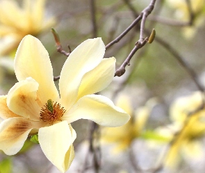 Magnolia