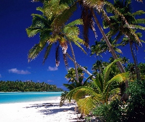 Dżungla, Plaża, Antyle, Małe, Barbados, Morze