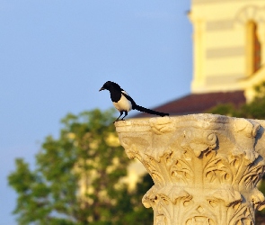 Sroka, Postument