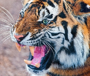 Tygrys, Język, Pysk